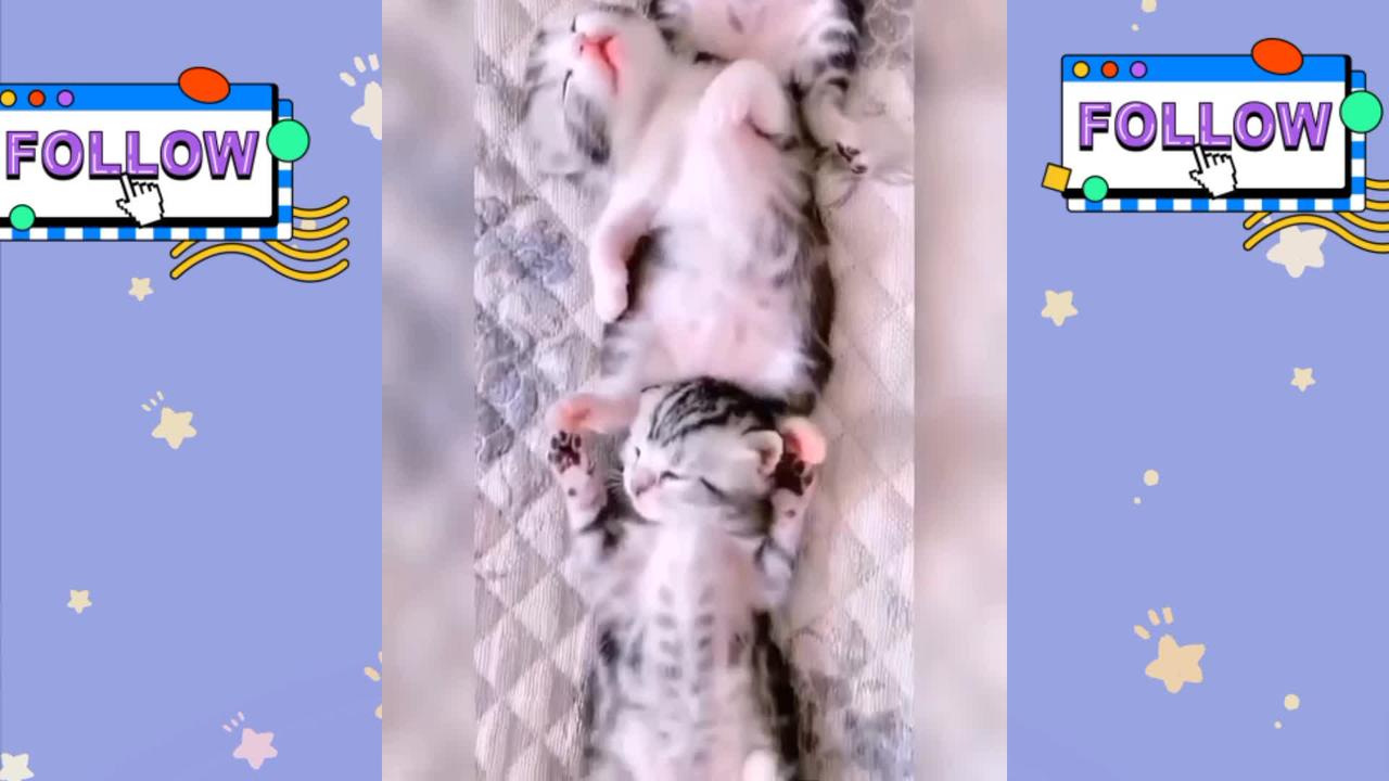 cute cat video compilation #1 - funny cat videos
