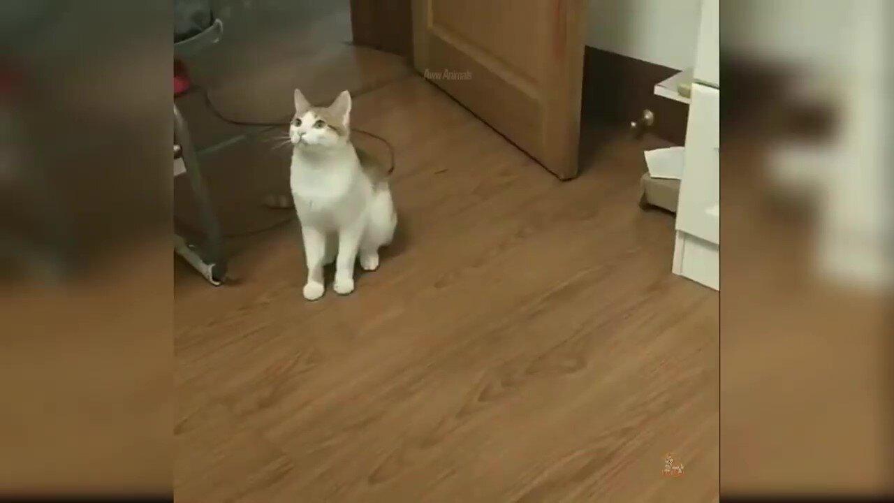 Videos of Cute and Funny Cats