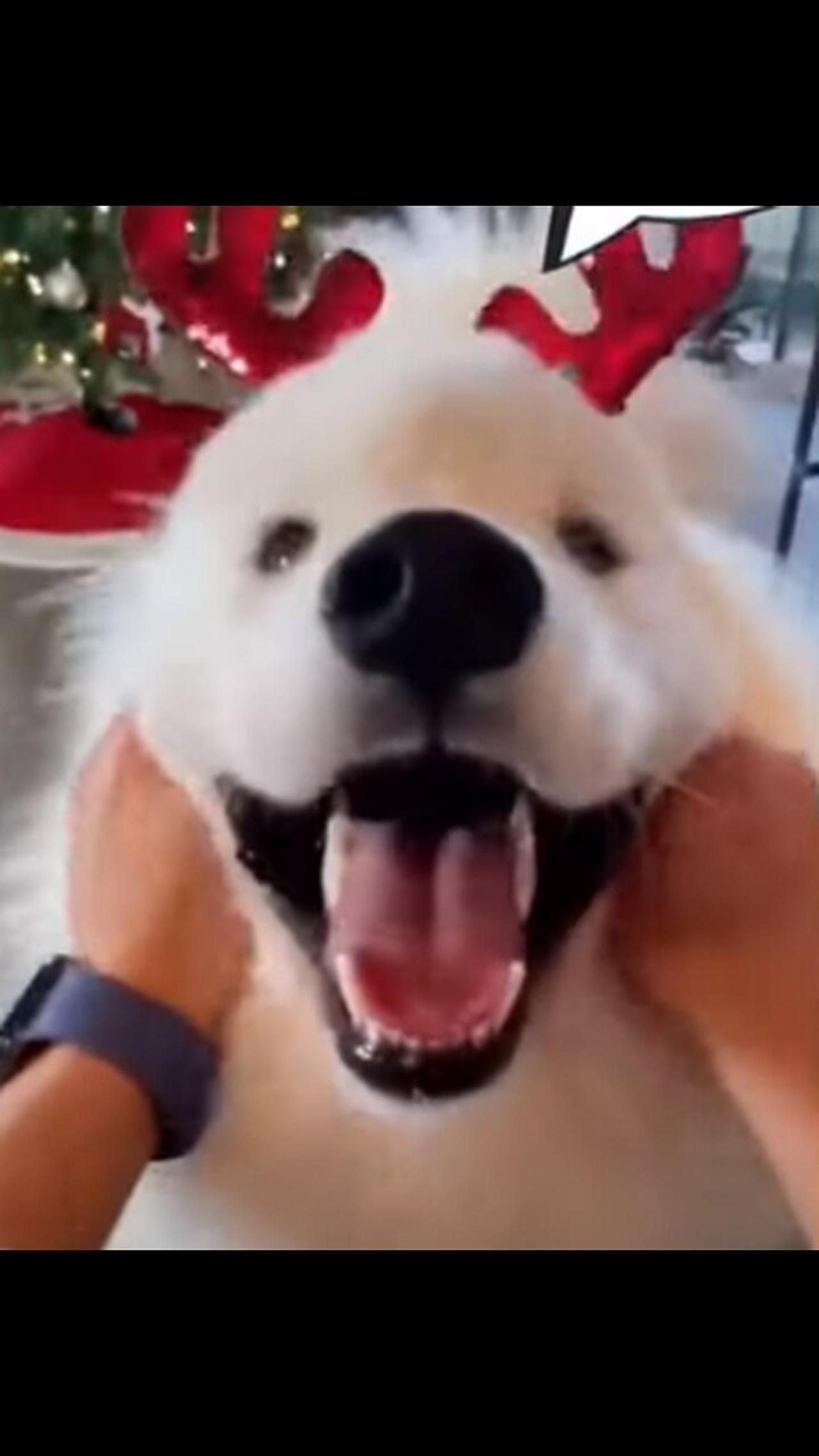 Funny Dogs Christmas Mood 2021 | Cute Dog Videos Compilation #shorts