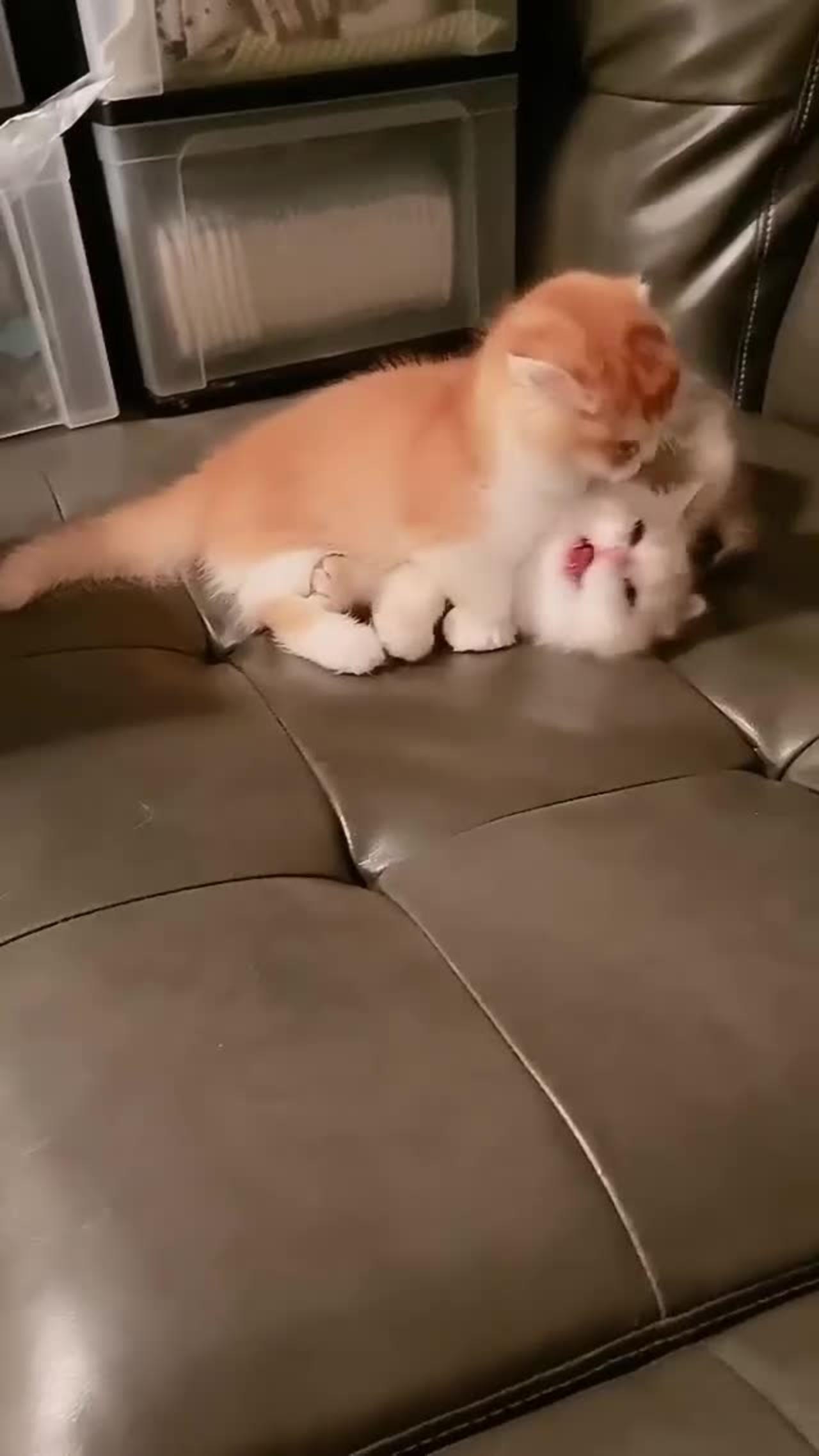 Cute Cats funny way to fighting with love ☺