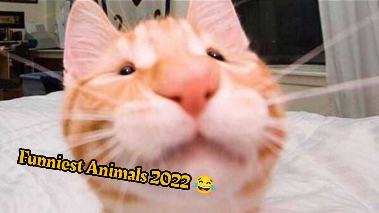 Funniest Animals 2022 😂 Funniest Cats and Dogs 😺🐶 Part 1