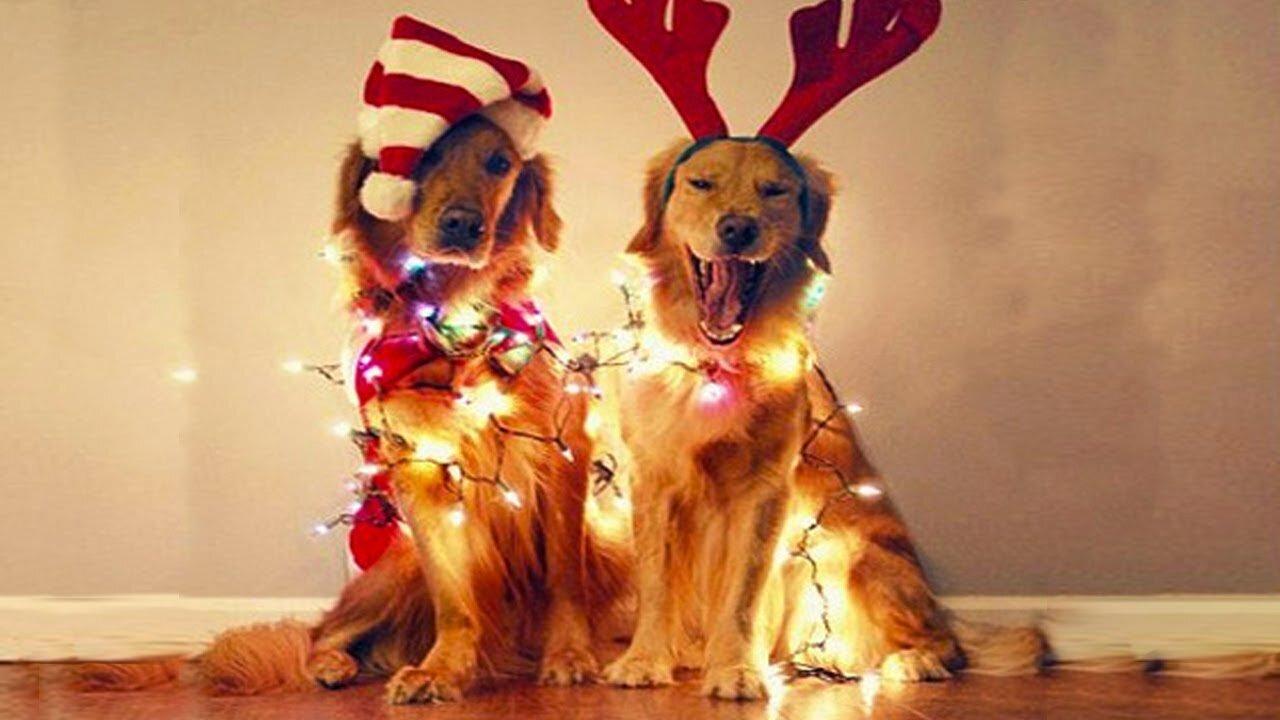 FUNNY The most Excited Dog For Christmas | Funny Pets Compilation