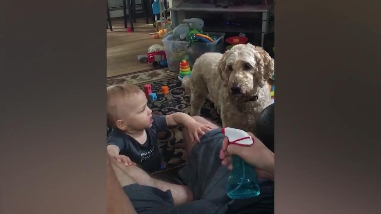 a collection of funny videos of babies with their pets