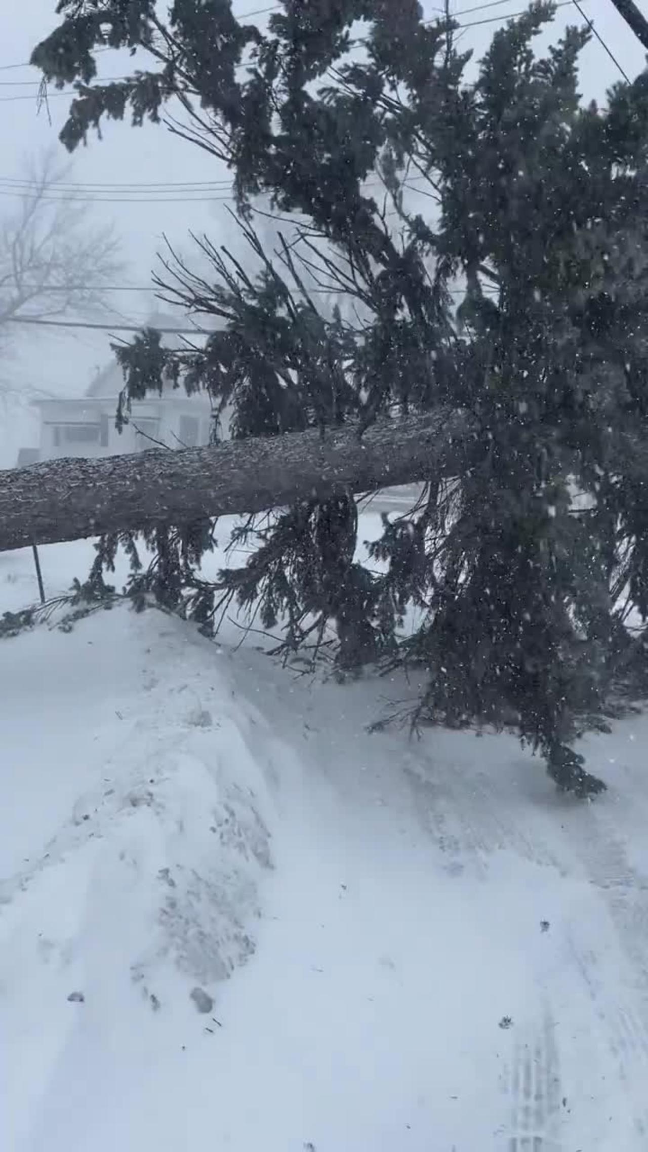 Winter storm downs trees in New York's West Seneca