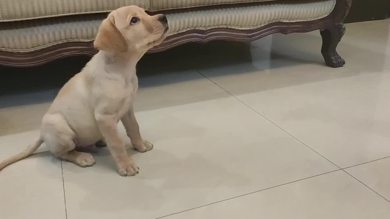 Training My Labrador Retriever