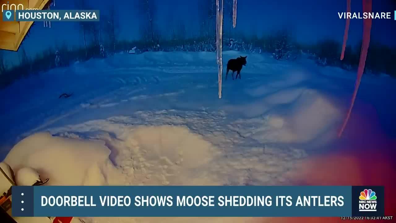 WATCH_ Doorbell Video Shows Moose Shedding Its Antlers