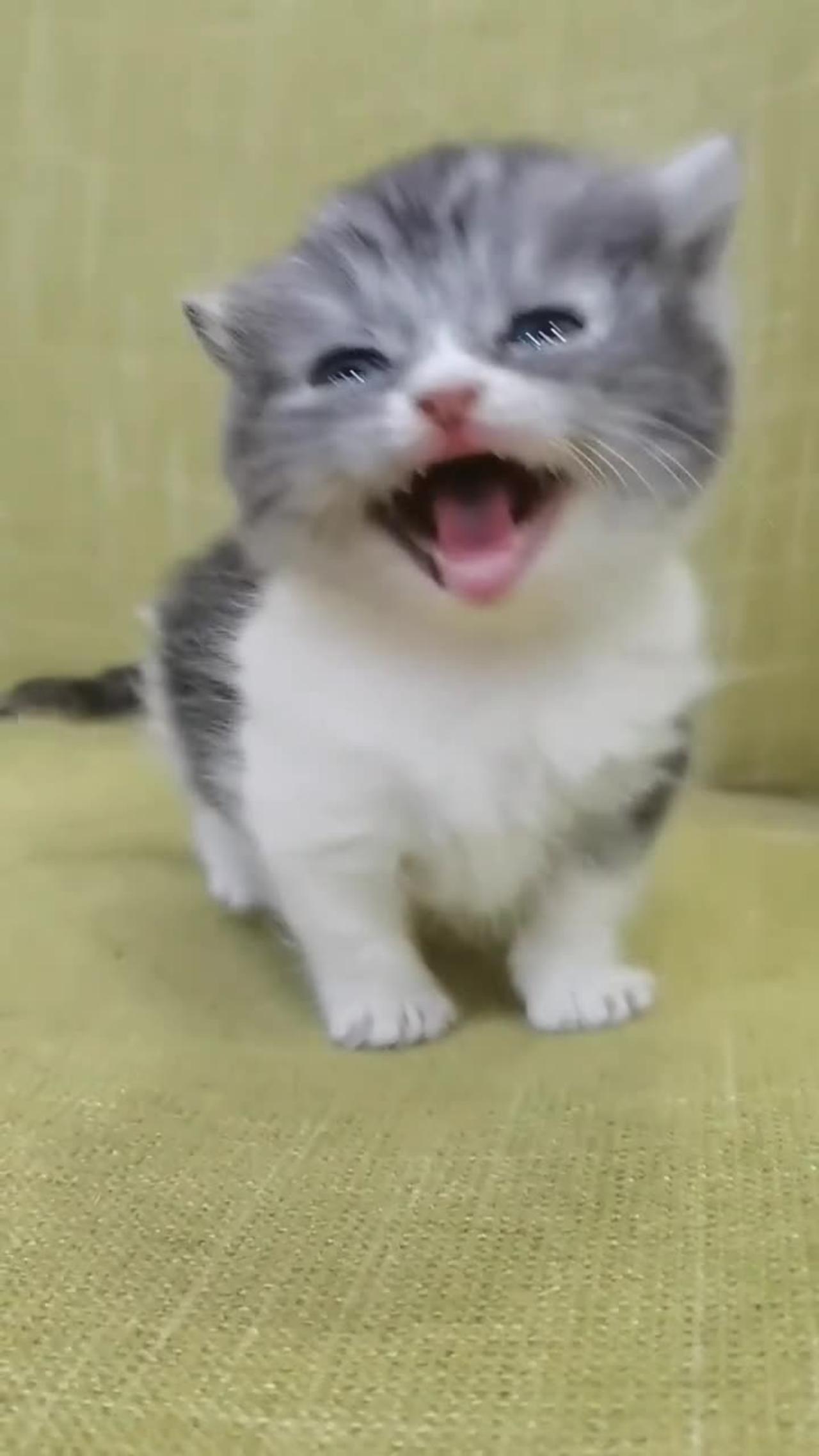 So cute kitten/Cat lover/Animals lover/beautiful funny cat
