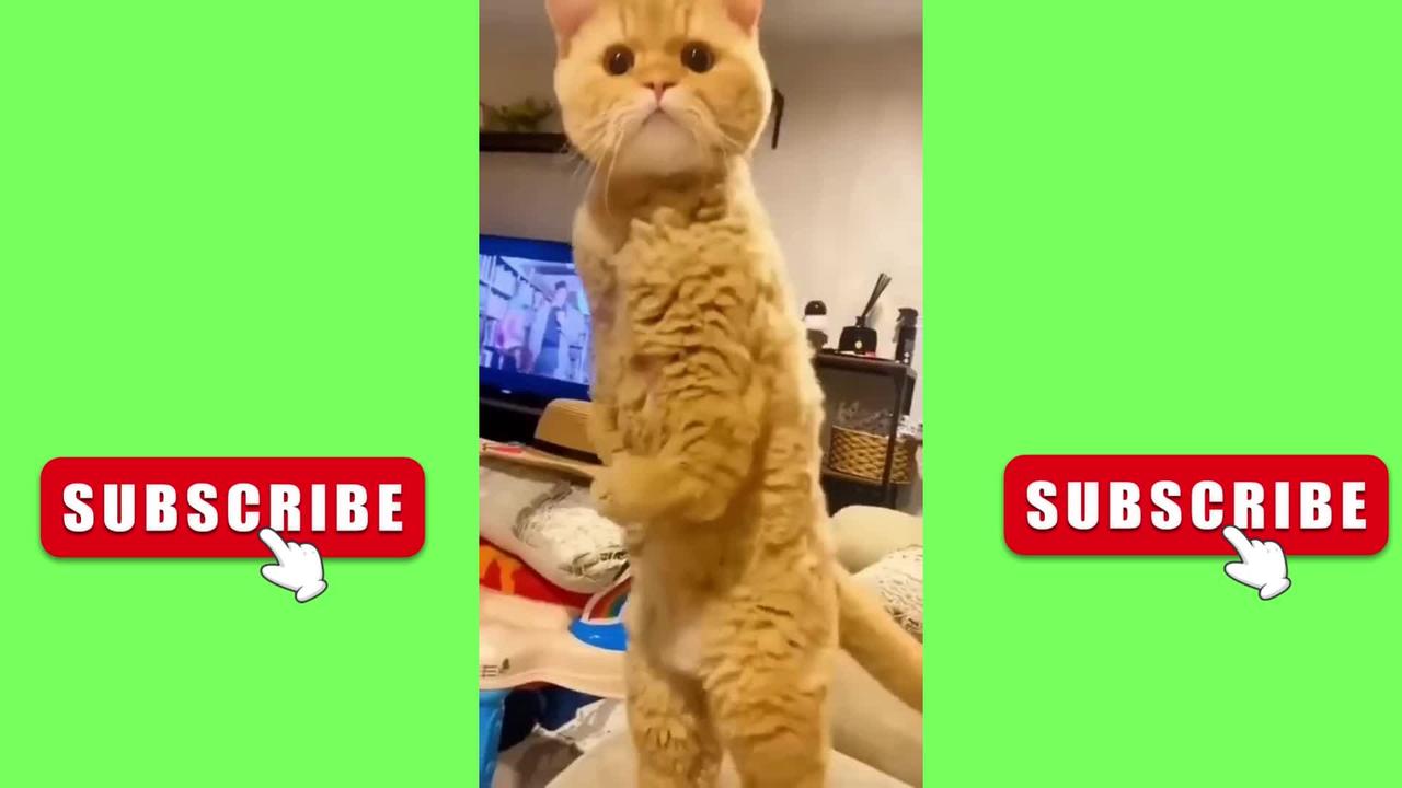 Funniest Animals 2023 😂 Funny Cats and Dogs 🐱🐶 | Funny Animal Videos
