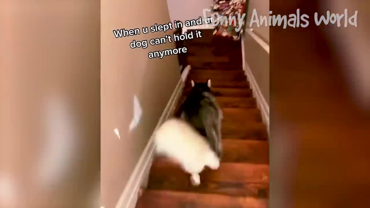 Funniest Dogs And Cats Videos 😅 - Best Funny Animal Videos 2022🎅