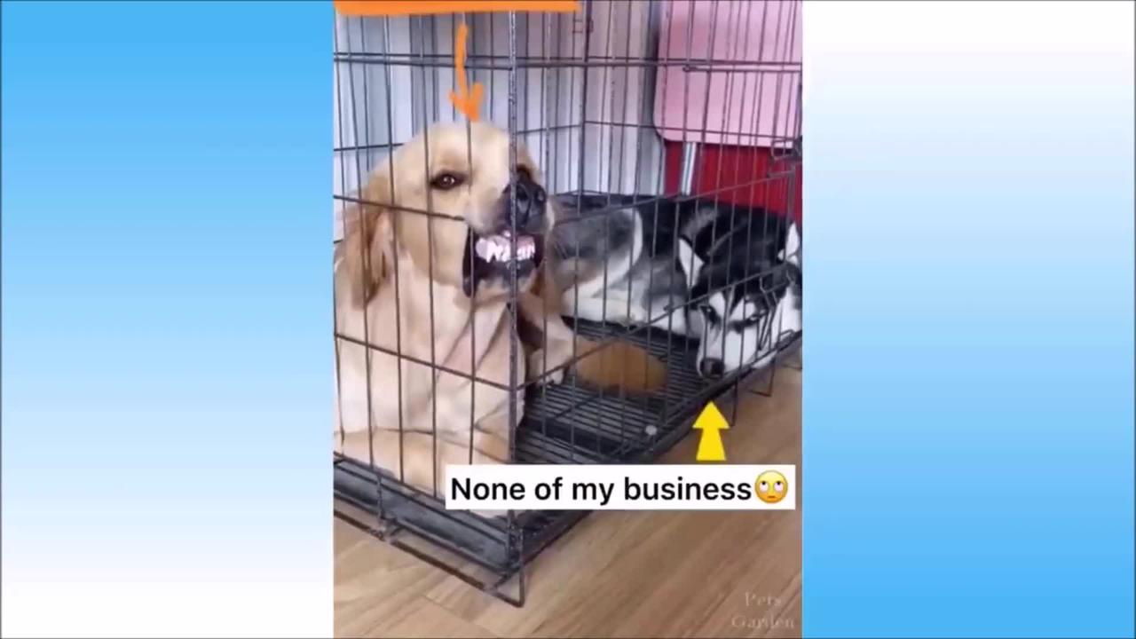 Funny Pets Videos Compilation Try Not to Laugh  Cute Animals  Dogs and Cats