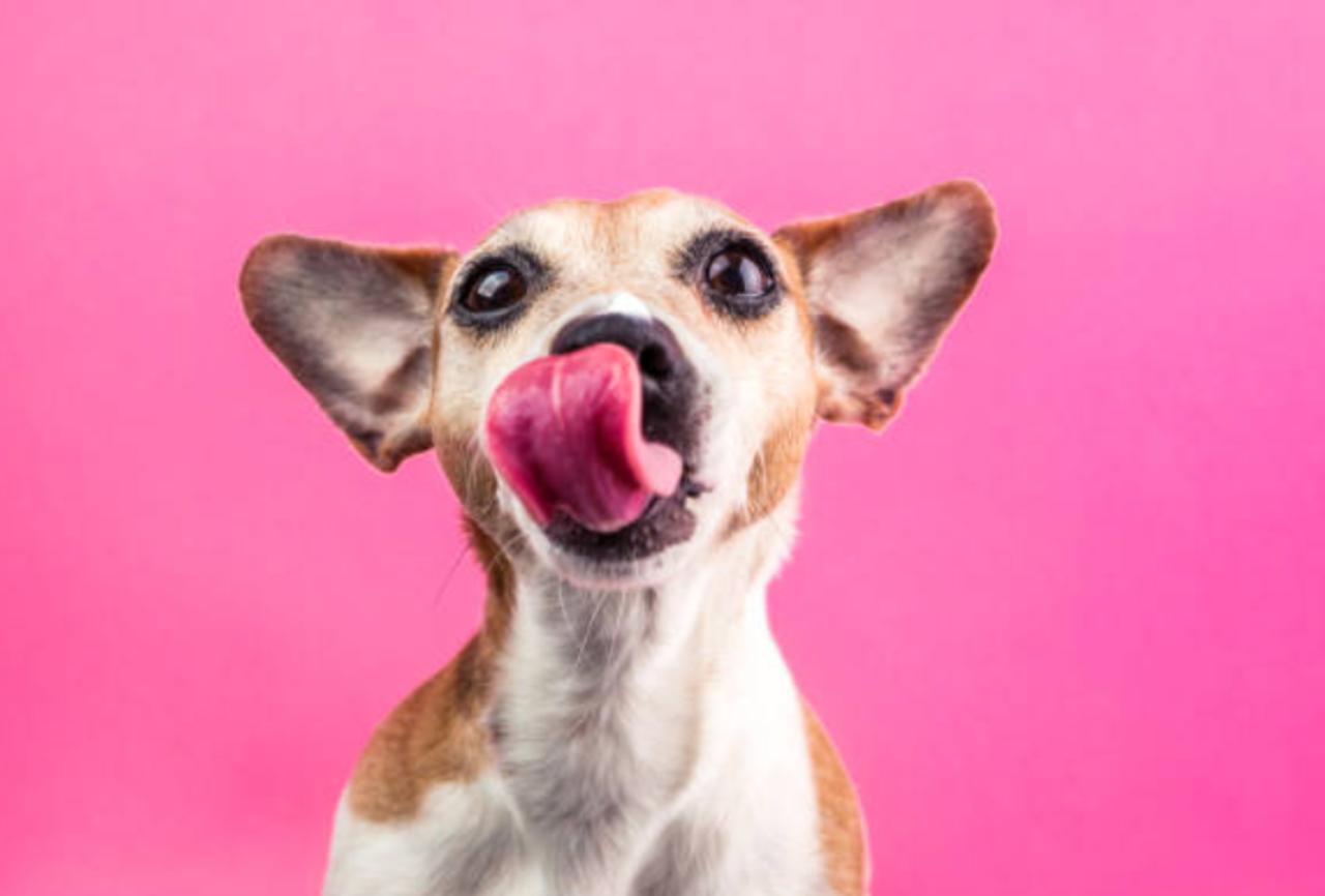 If You Love Them, Don't Feed These Foods to Your Dog
