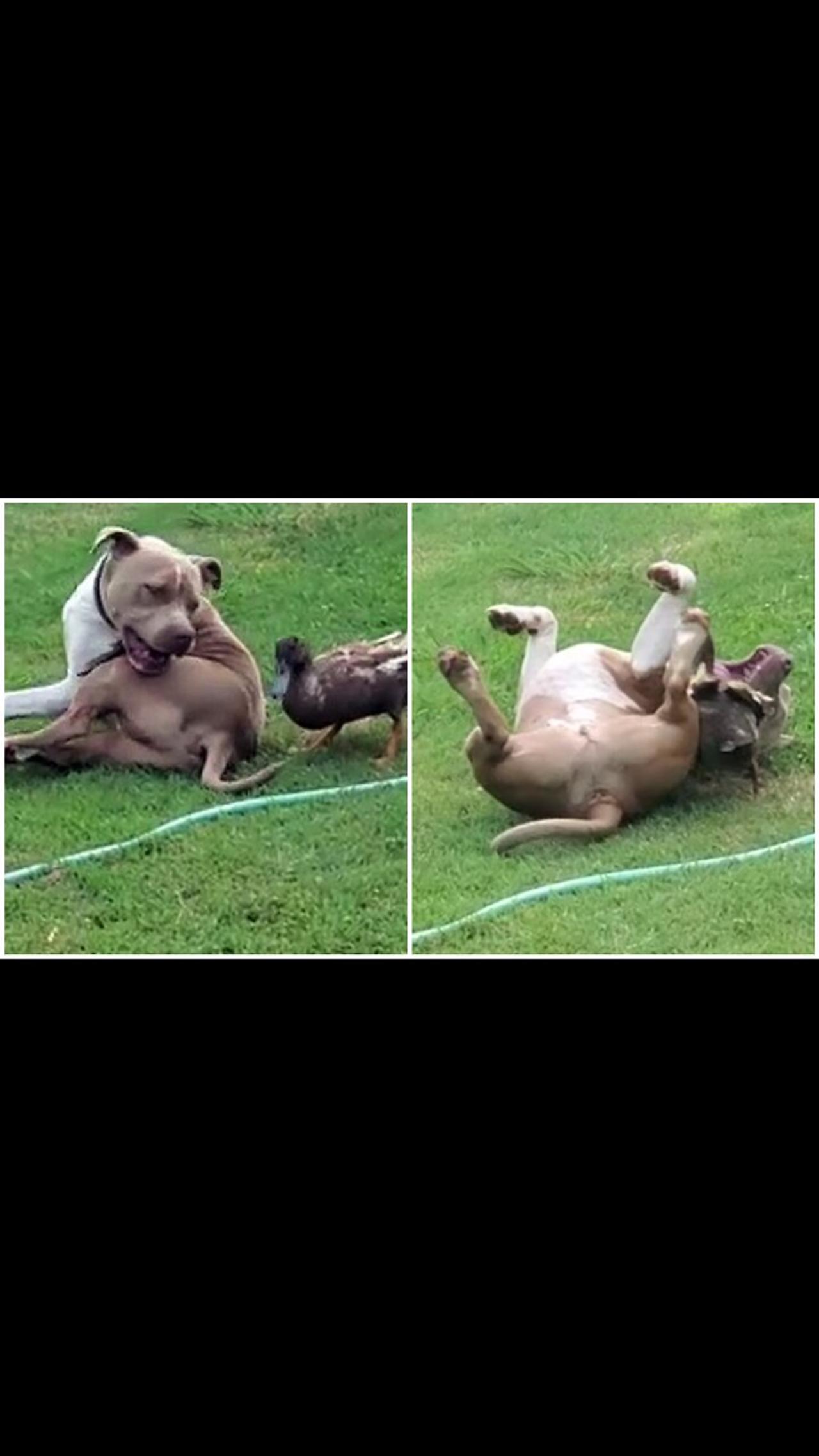 Duck wrestles with his best friend, a Bull Terrier.