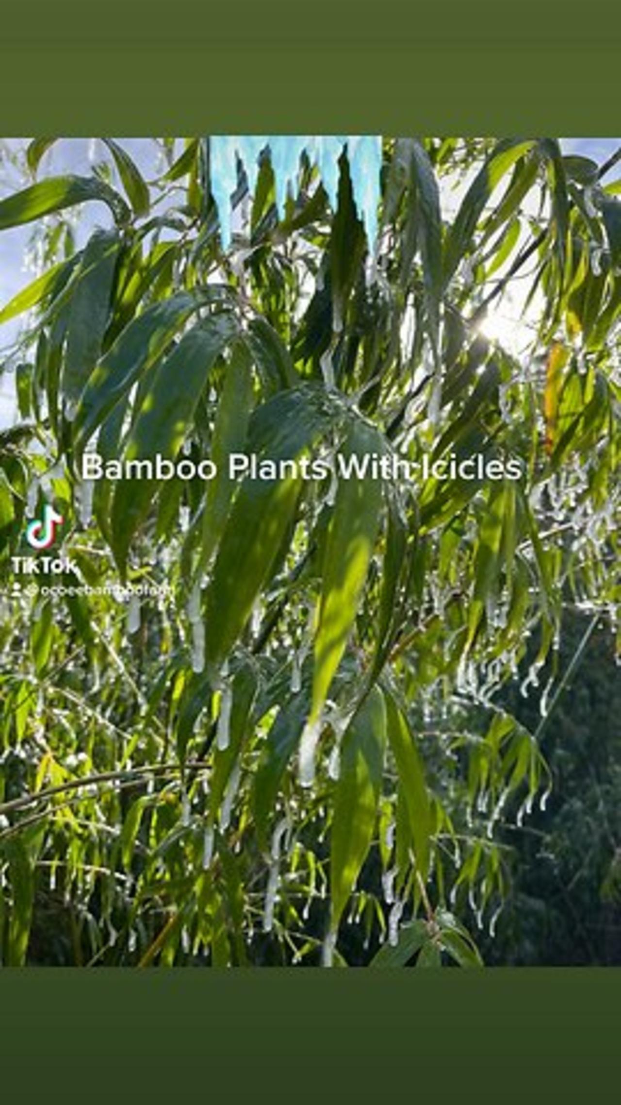 Does bamboo get damaged from the cold?