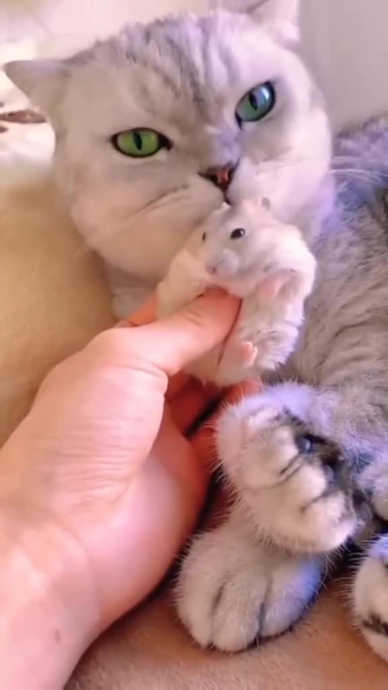 cat and mouse cute love
