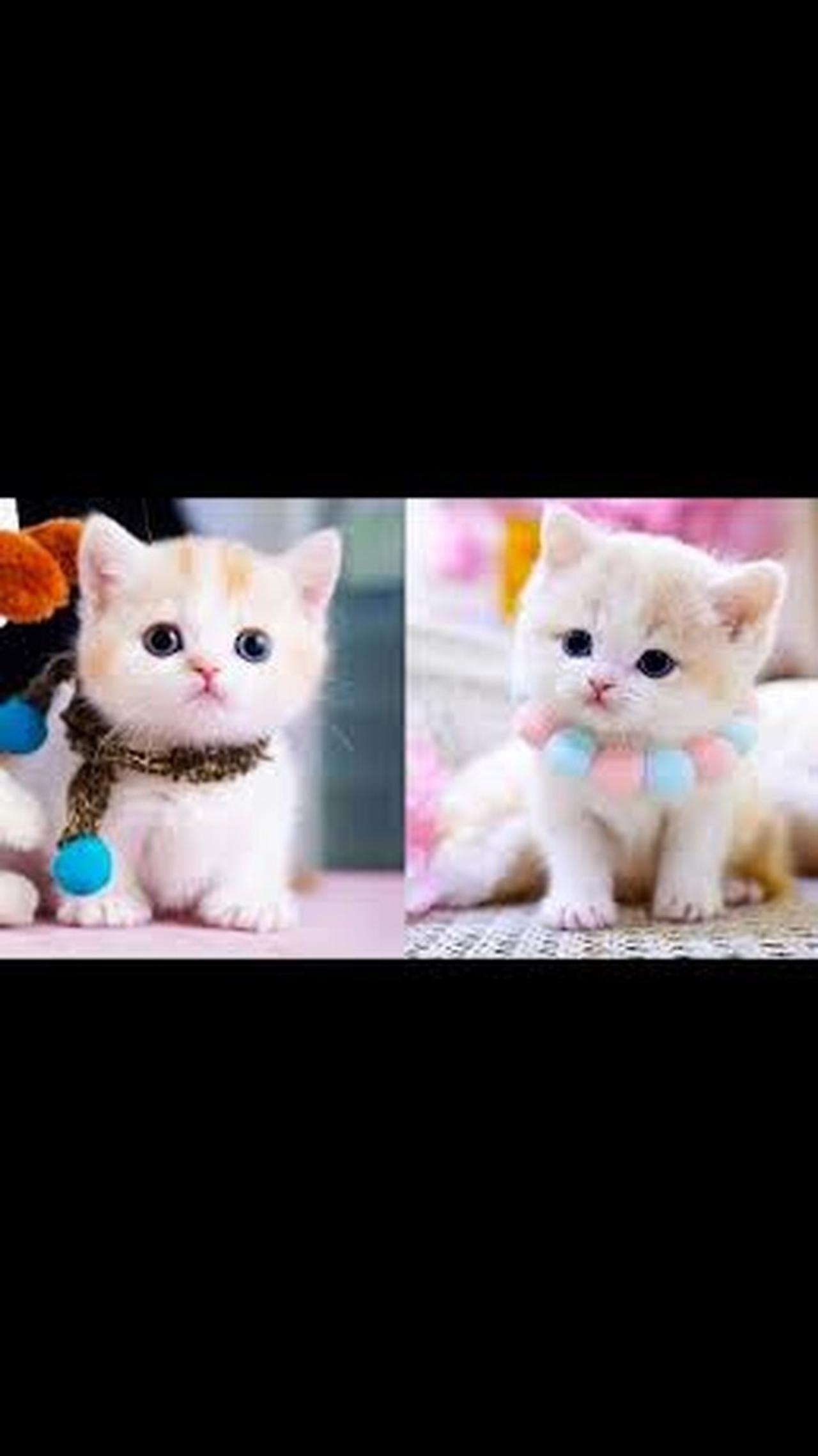 Cute & Funny Cat Videos Compilation | Cat Videos