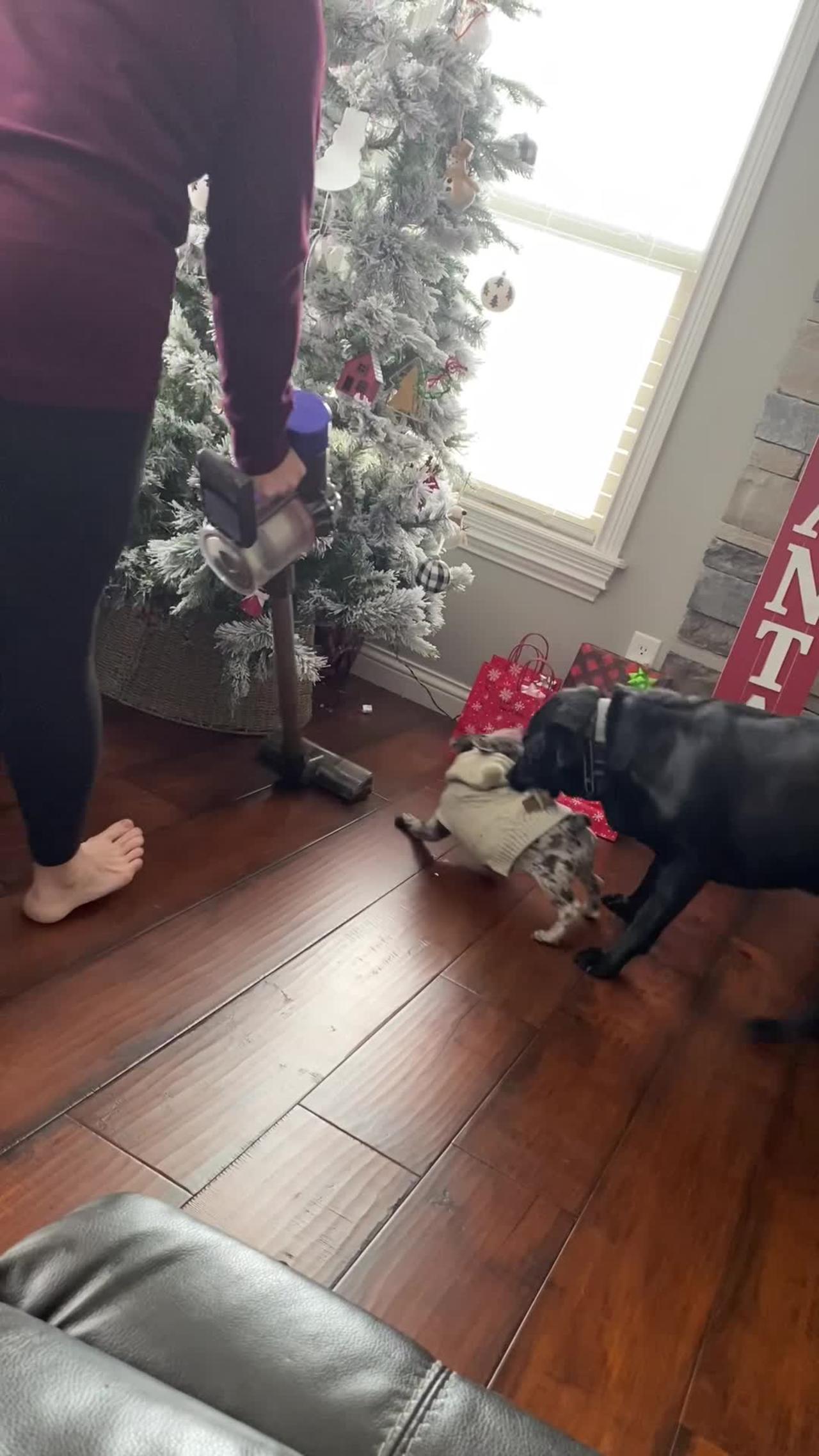 Barking Frenchie Gets Carried Away by Labrador