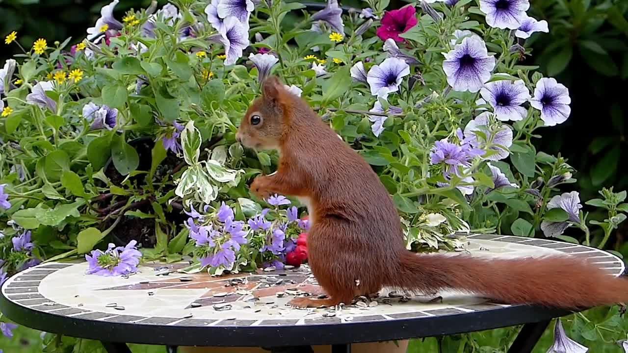 Videos for Cats to Watch- 1 Hour of Squirrel Playing | 🐱Cat Meowing 🐦Birds Chirping⭐