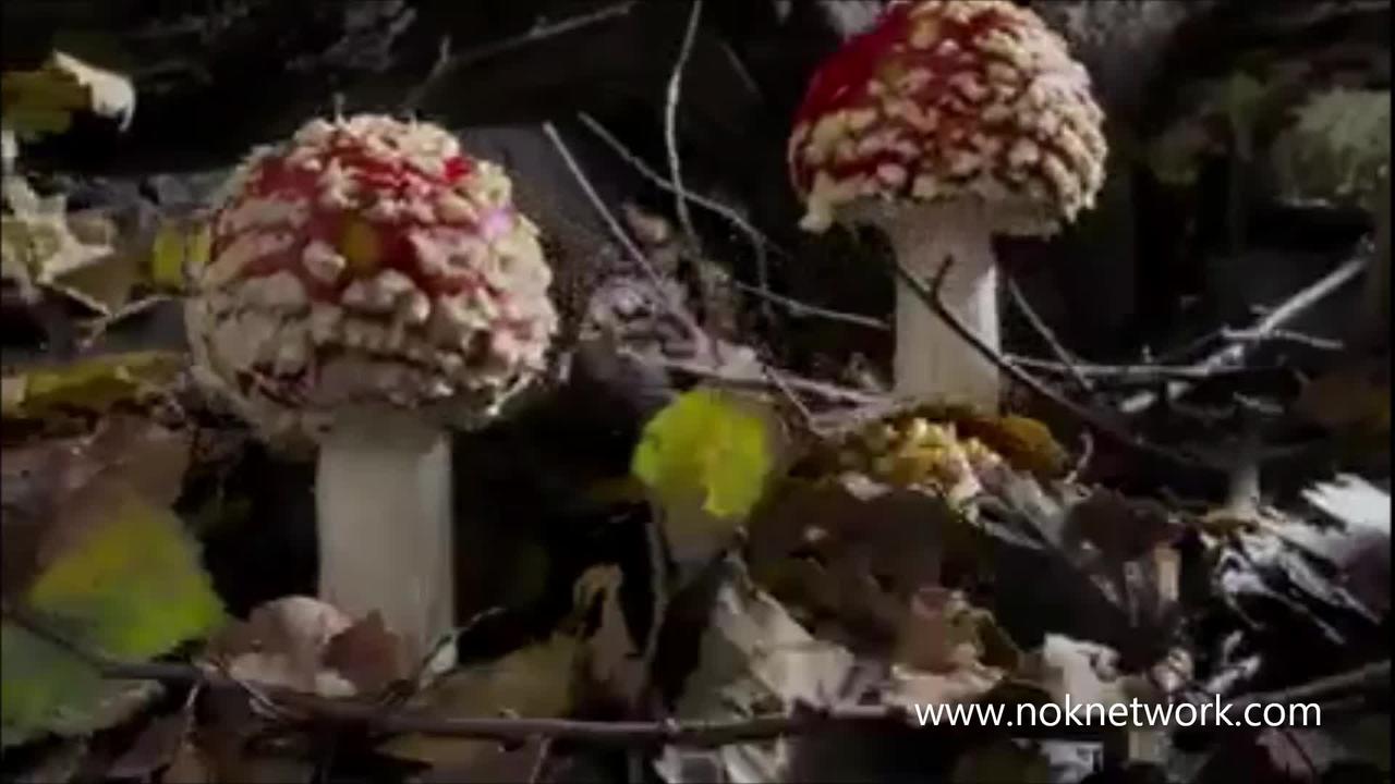 NOK Network Movie Night- Fantastic Fungi
