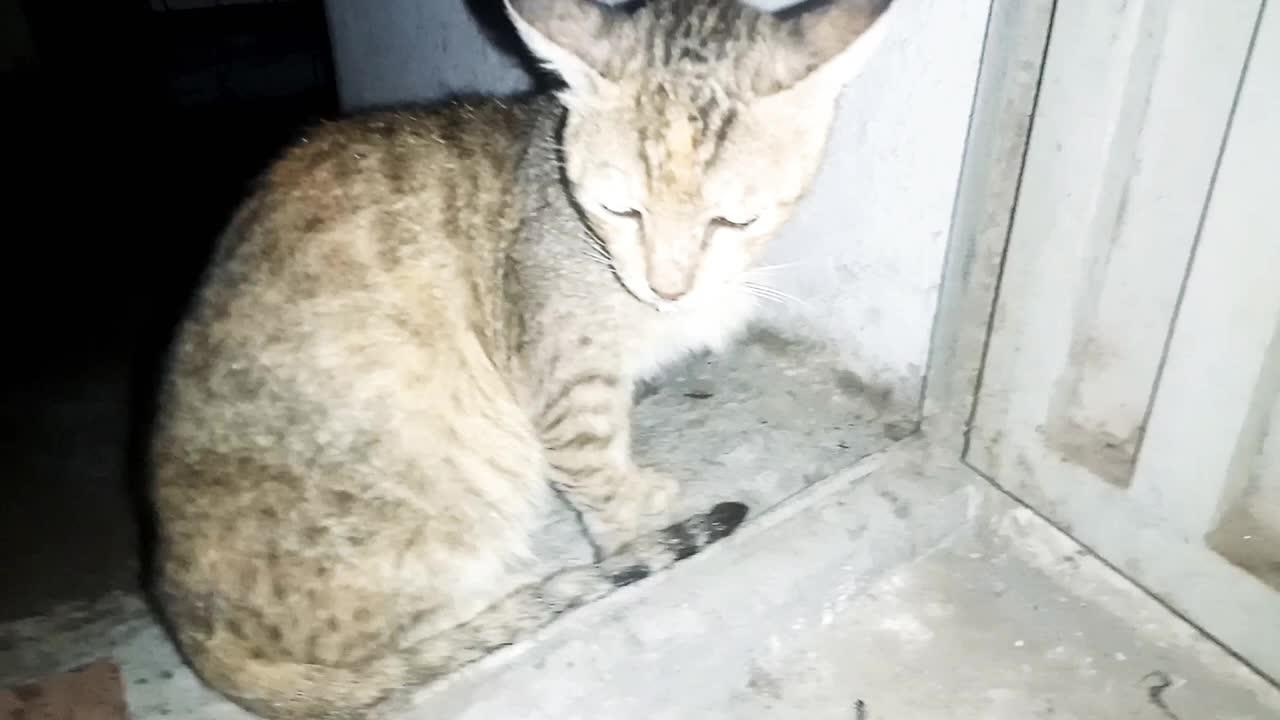 a mother cat and his sick daughter is save own skin because heavy rain outside/stray cats & kittens