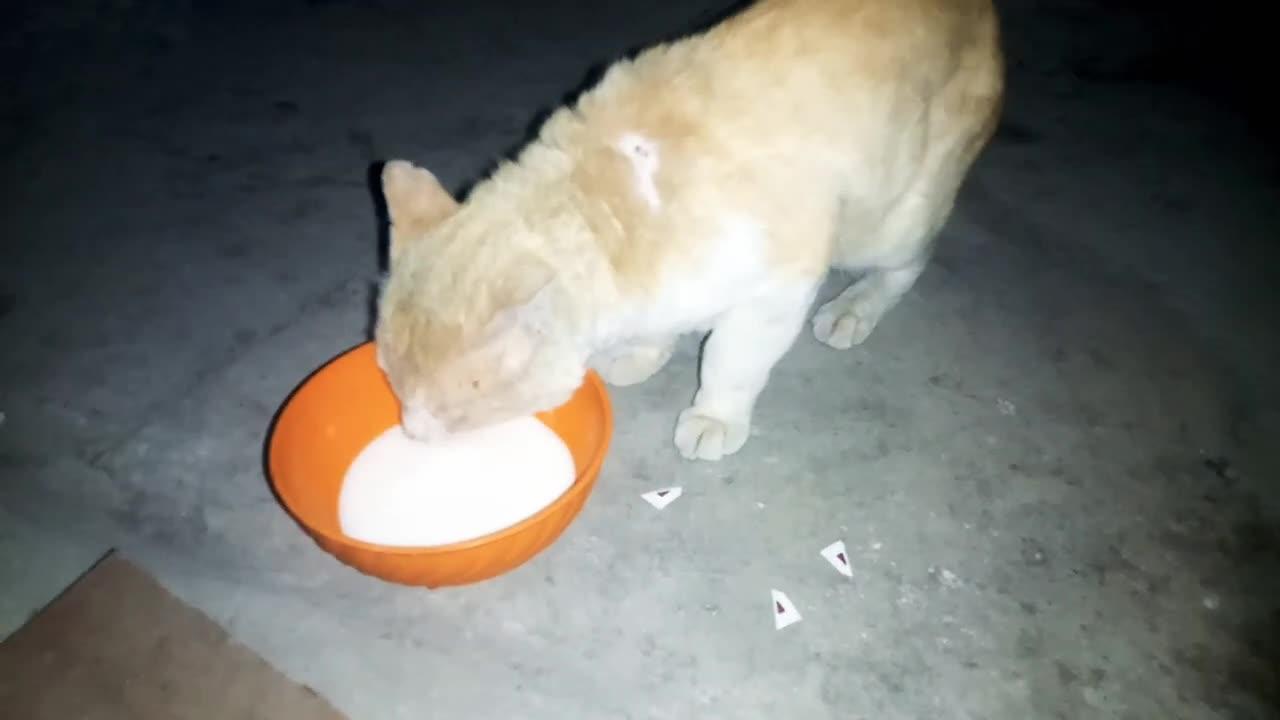 a stray male cat is happy with milk/stray cats & kittens