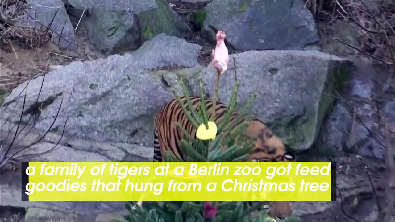 Animals Fetch Yummy Snacks From Berlin's Christmas Trees