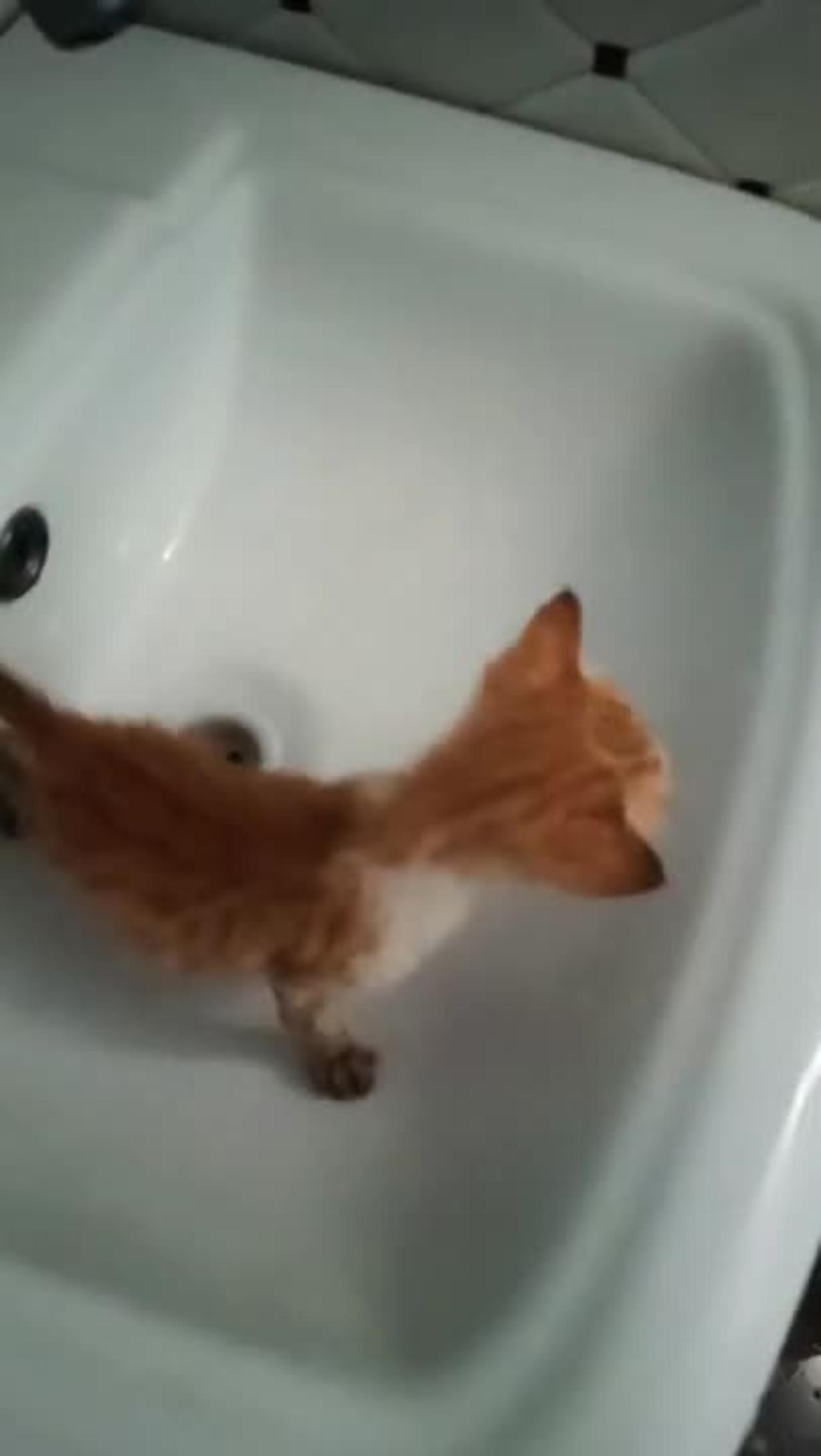 abandoned,tiny and so cute kitten is trying to bath/stray cats & kittens