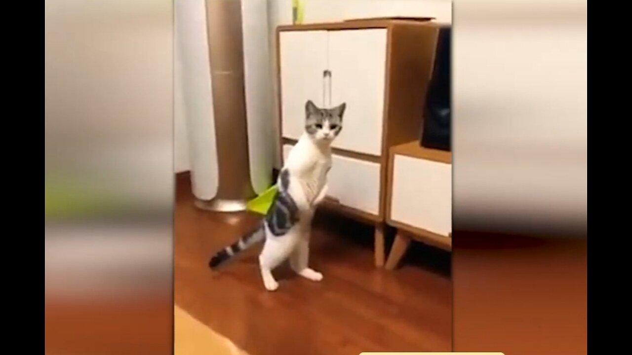 Cute and Funny Cat Video - The Cutest and Funniest