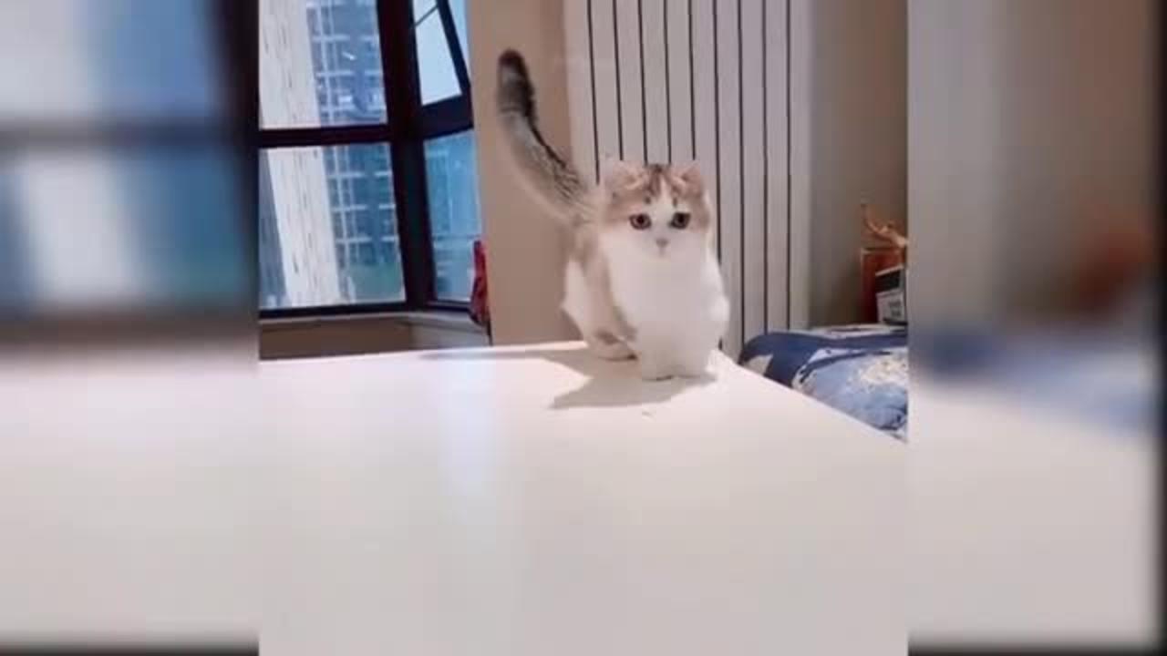 Funny Cat video | So Cute