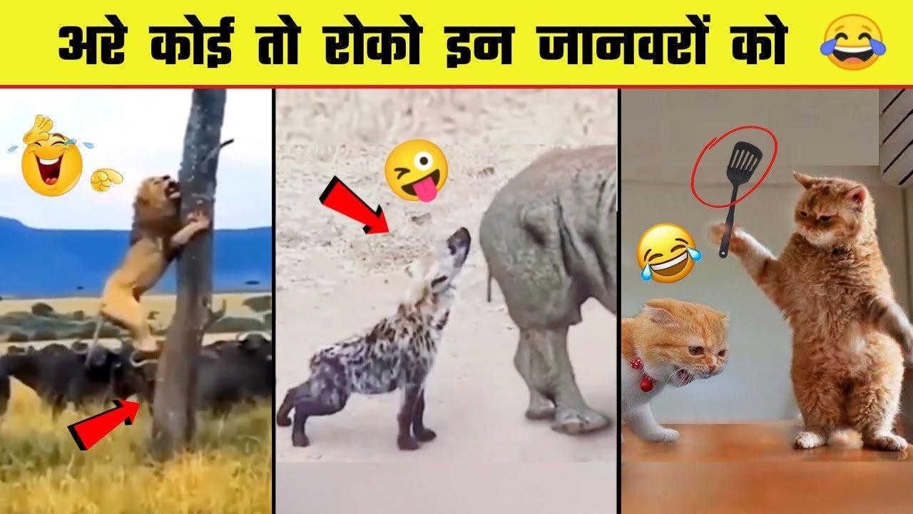 🤣😜 इन जानवरों से पंगा ना बाबा ना | Funny Animal Videos 2022 - Part 1