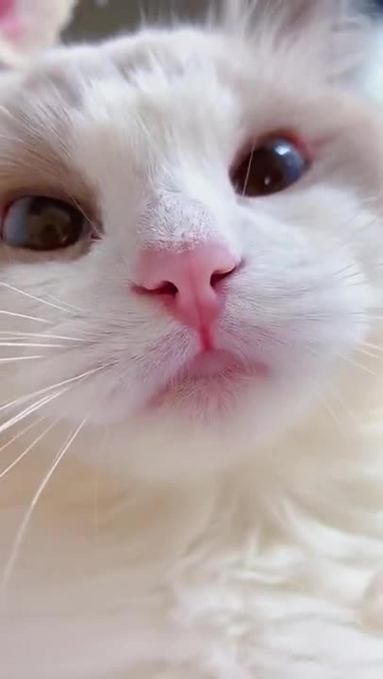 Cute cat meowing | Cat is love 😹