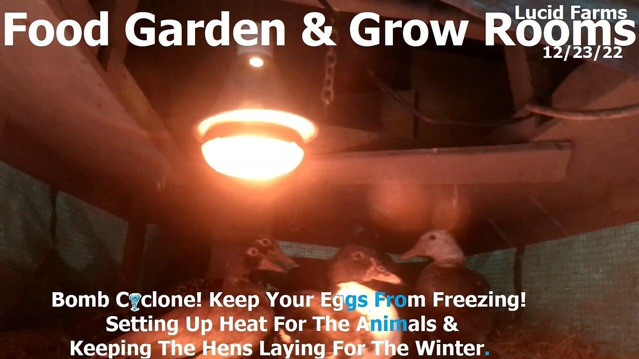 Keep Eggs From Freezing! Set Heat & Keep Hens Laying For Winter. 12/23/22 Food Garden & Grow Rooms.