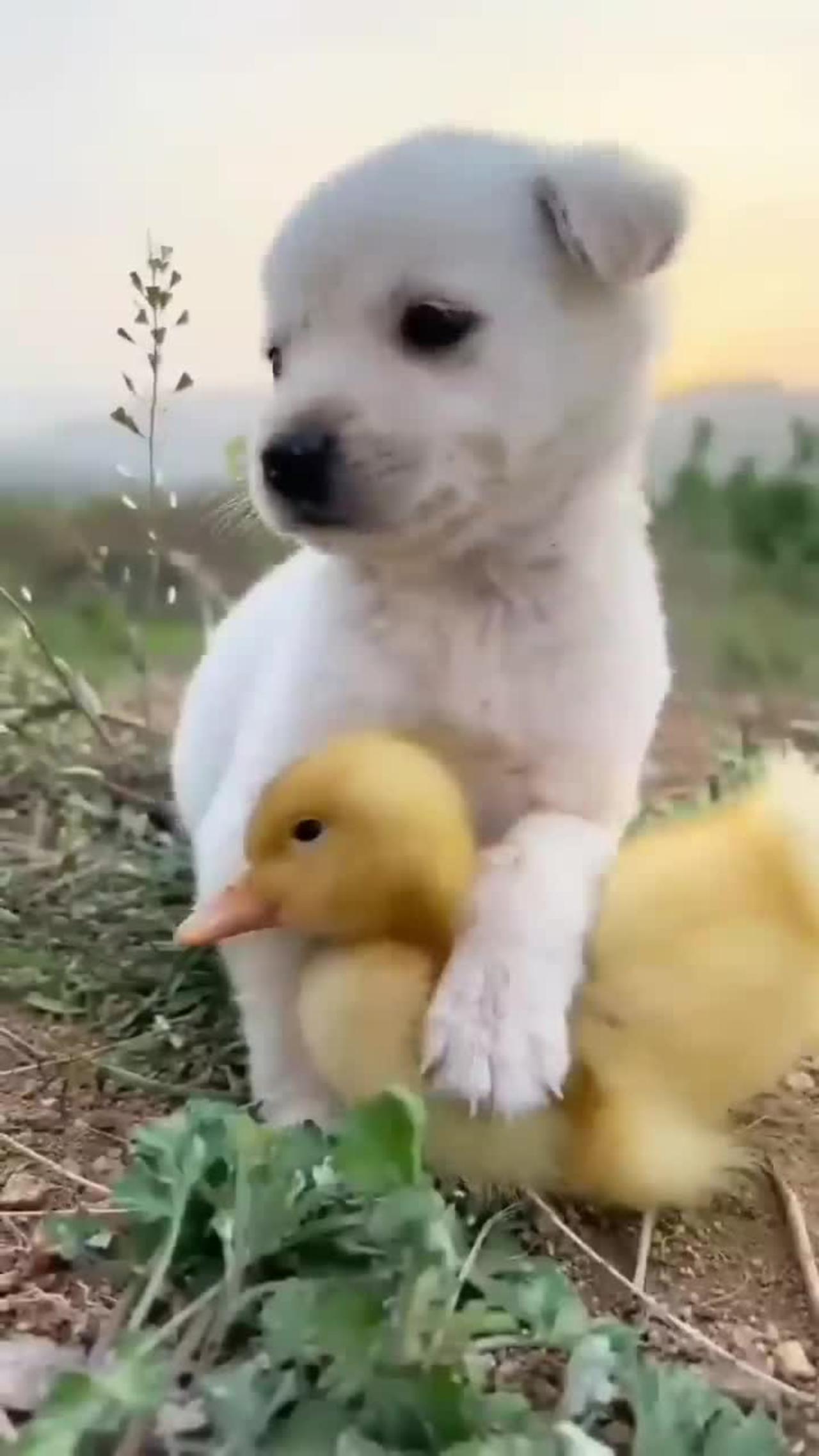 little dog and hen love / dog loves