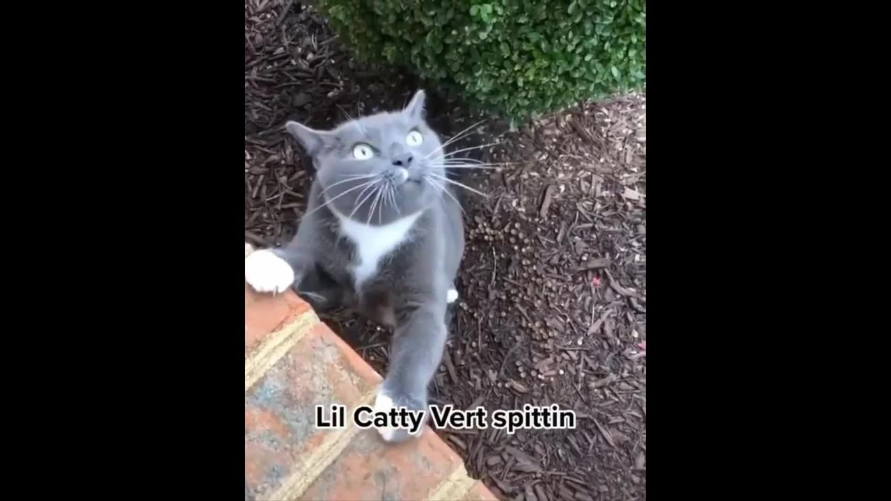 Most Funniest Cat Videos Ever Watched🤣 Try To Hold Your Laugh Part 2