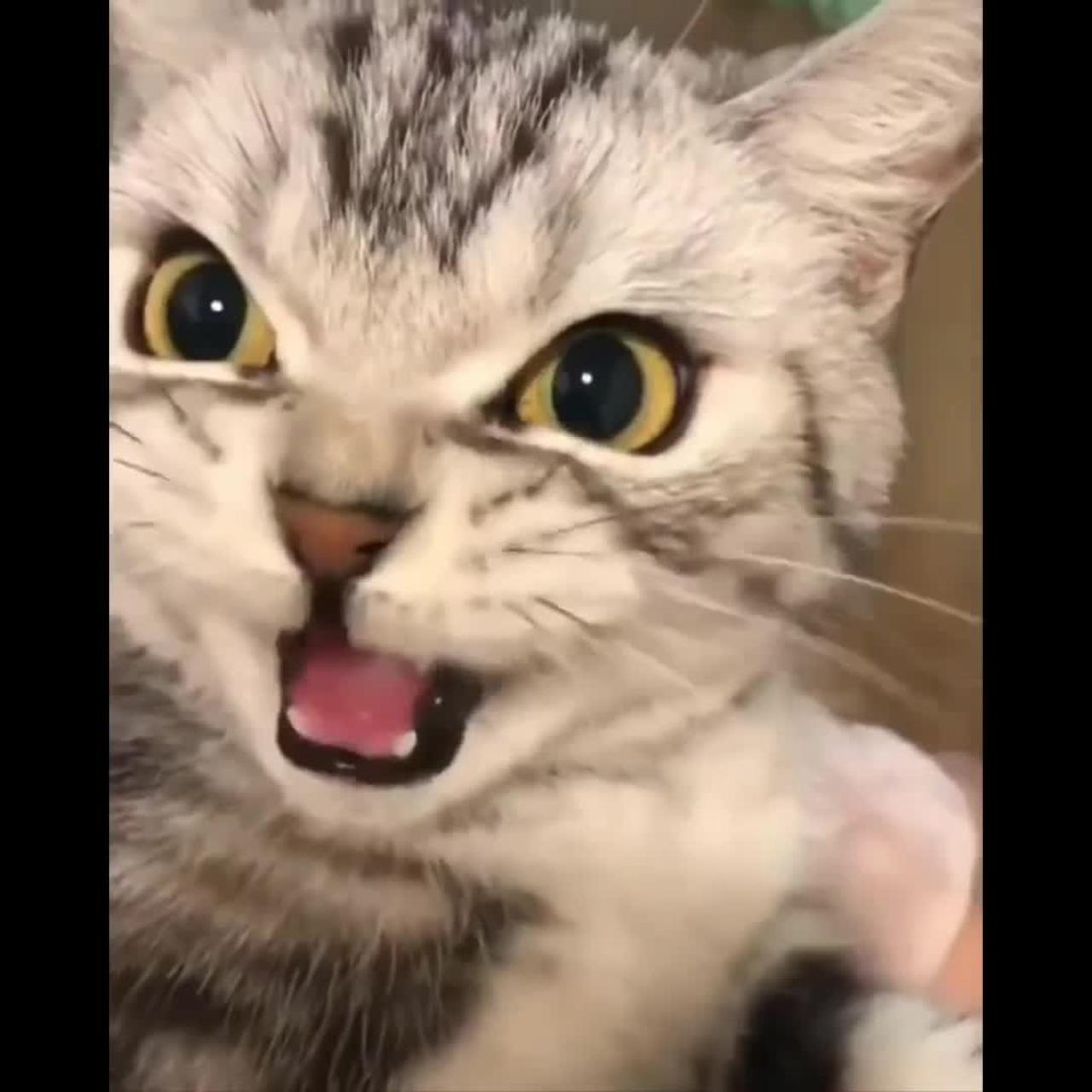 Most Funniest Cat Videos Ever Watched🤣 Try To Hold Your Laugh Part 4