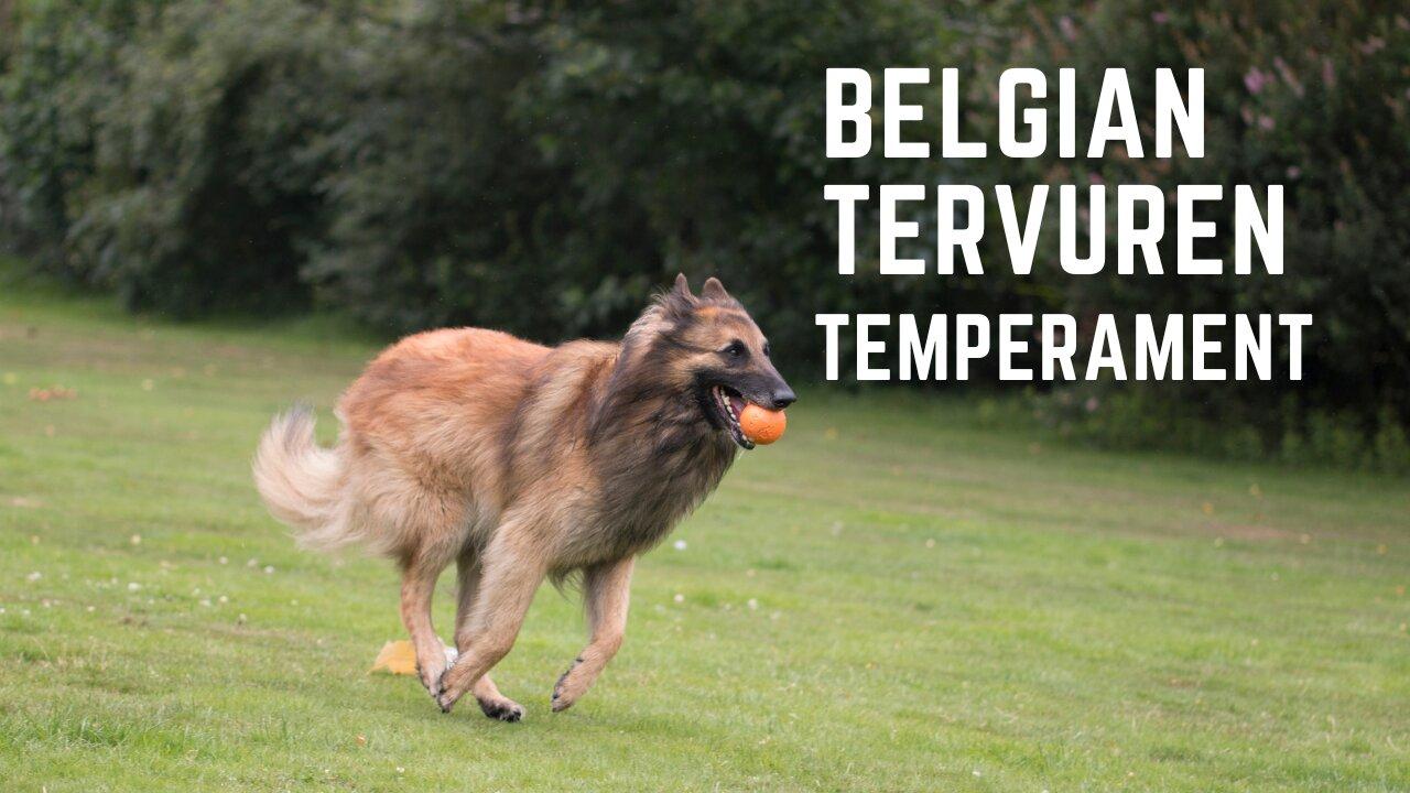 Belgian Tervuren Temperament