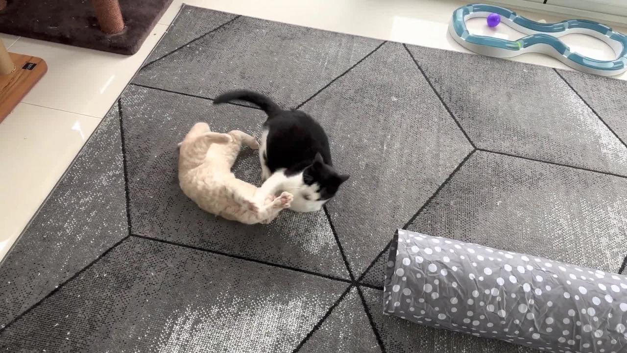 Kitten Terrorizes Cat