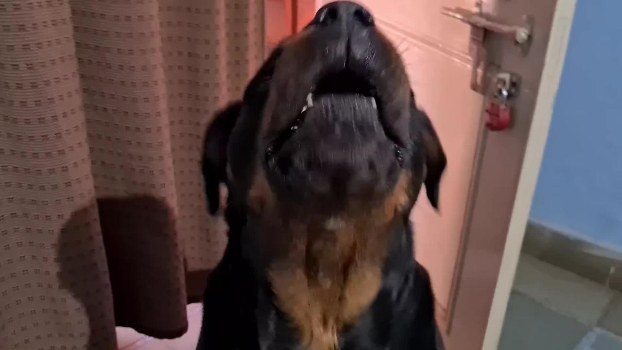 My dog wants baby back | dog protecting newborn baby | funny dog videos |