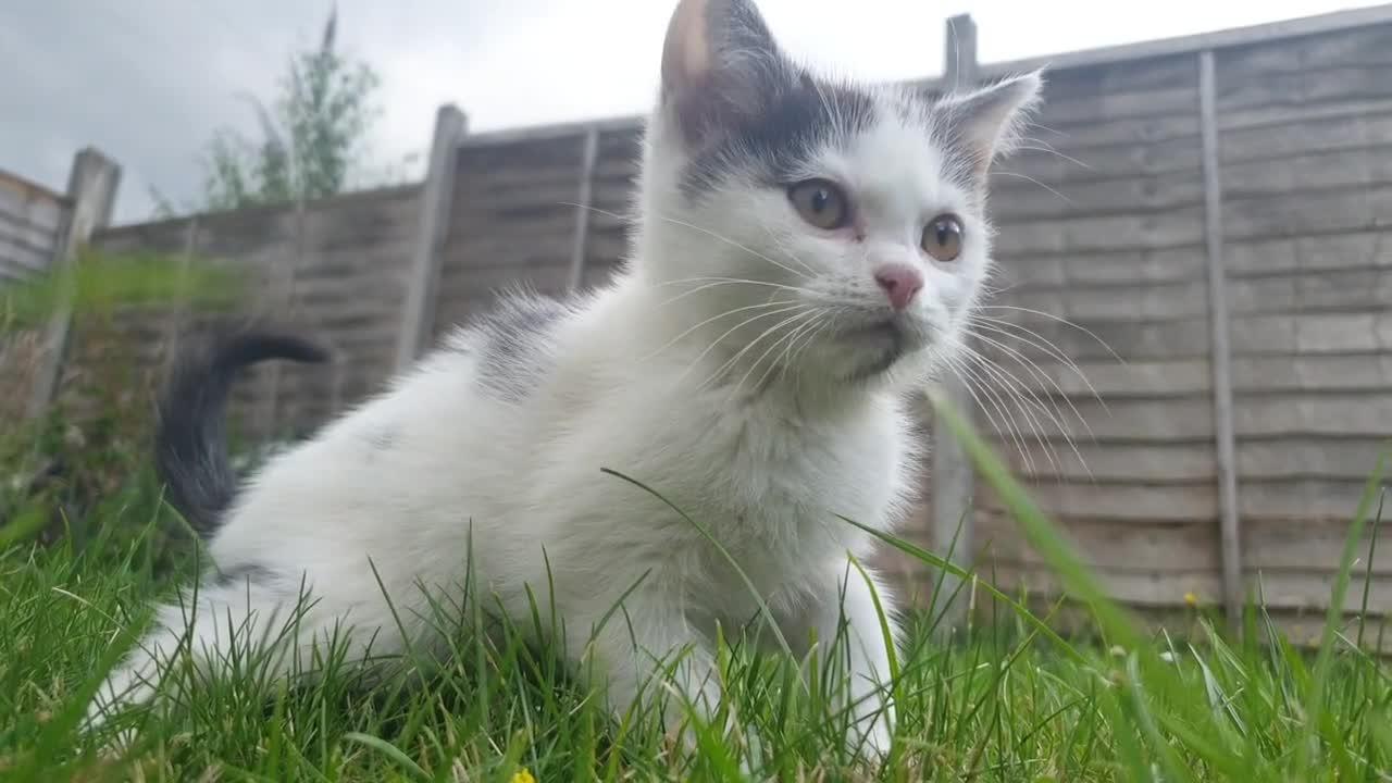 Little Kitty discovering the World *-* This will cheer you up <3