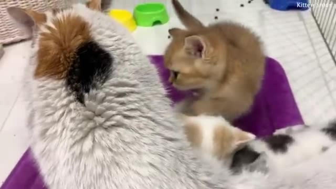 "You are not my sister!" - reaction of mom cat and her kittens
