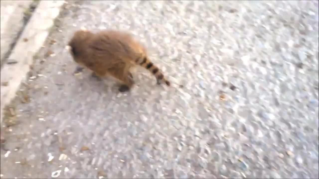 Every day after work, the owner's rescued baby raccoon waits.