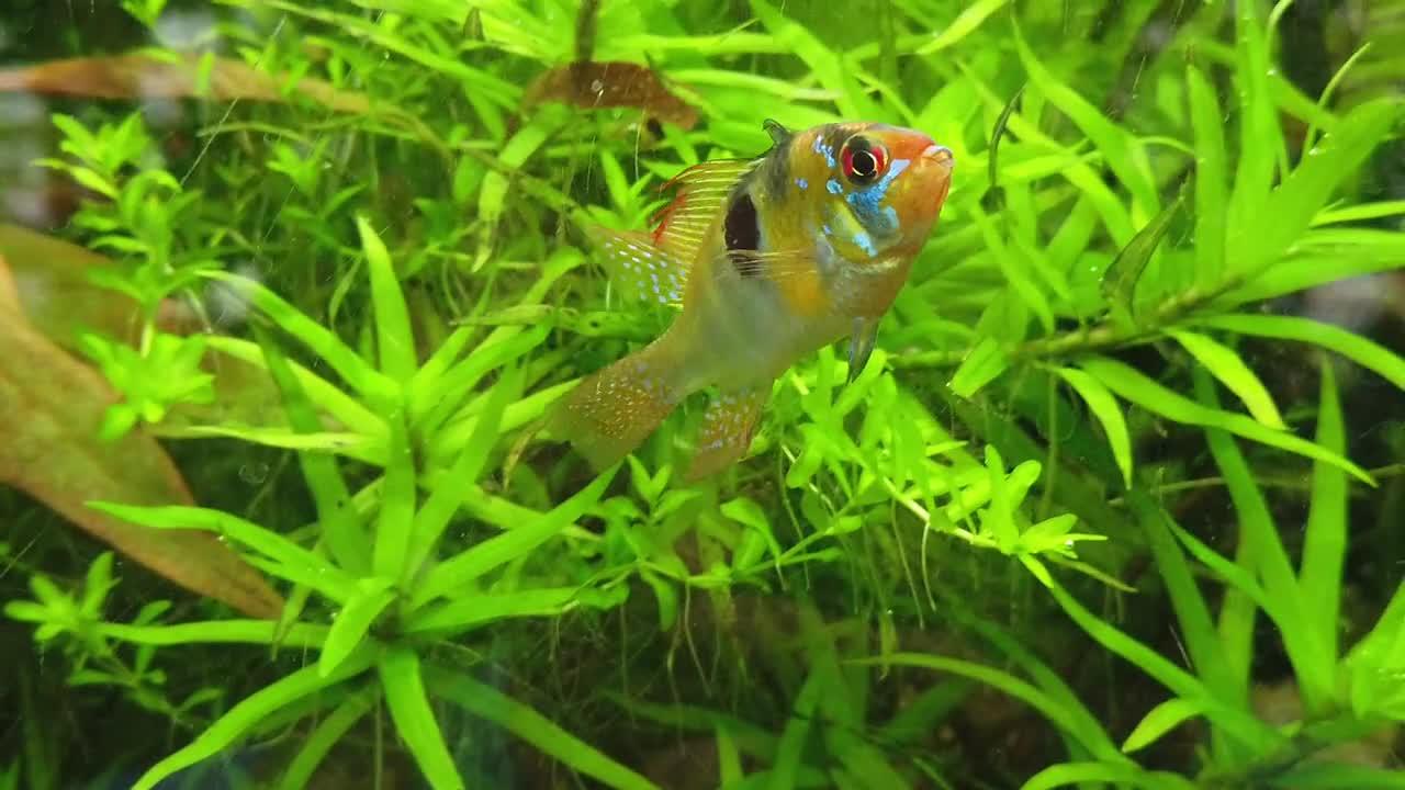 Cute Fish One News Page VIDEO