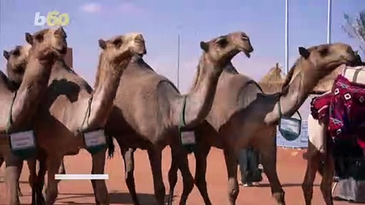 The King Abdulaziz Camel Festival Fetches Millions of Dollars in Auction