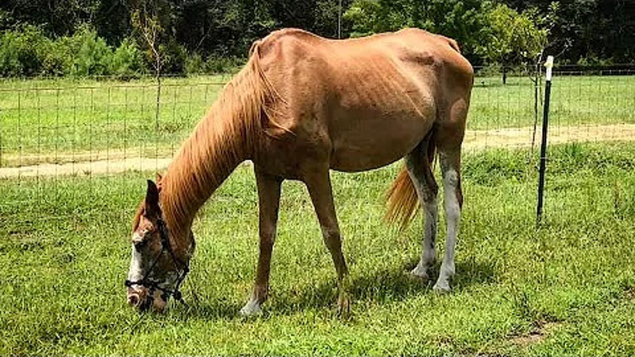 How to get a horse to gain weight. THE EASY WAY! One News Page VIDEO