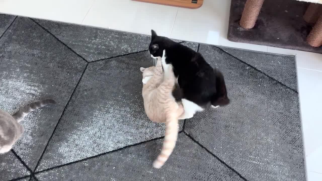 Kitten Vs Older Cat One News Page VIDEO