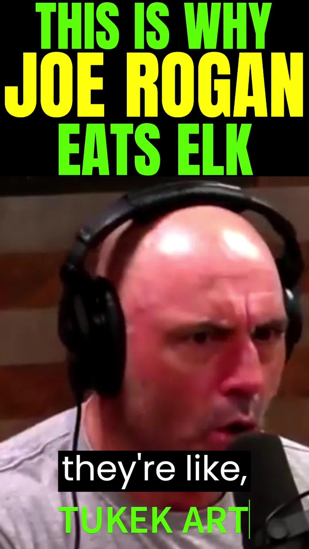 You are literally EATING a SUPER ATHLETE! | Joe Rogan eats Elk with Suga Sean O'Malley