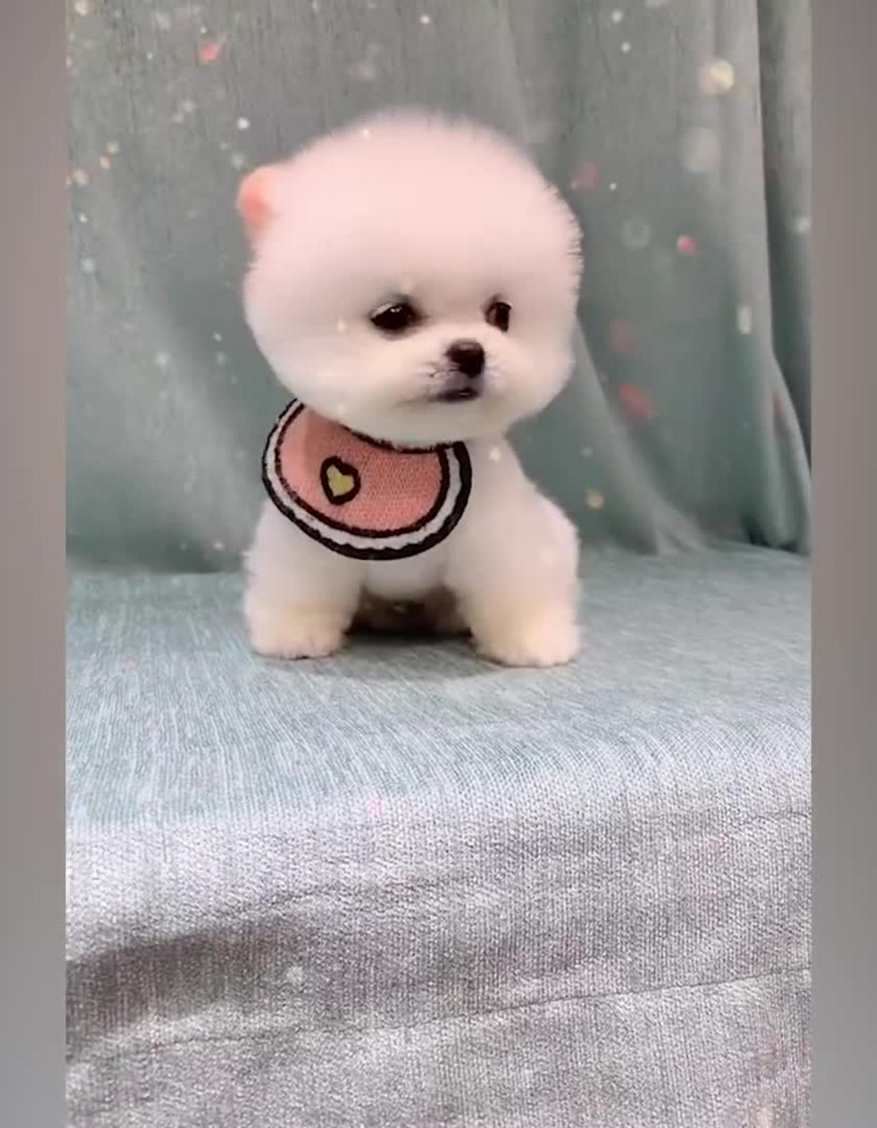 Cute little puppy playing🐶. - One News Page VIDEO