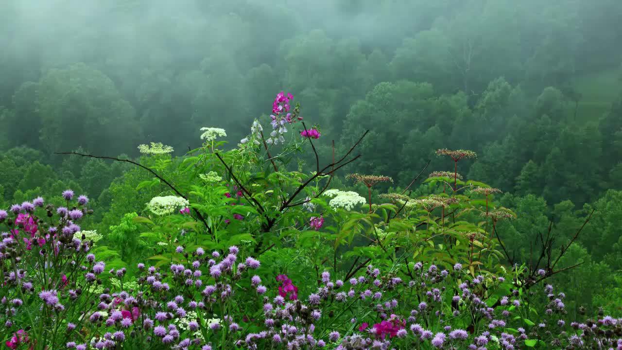 Rain Sounds with Tibetan Singing Bowls and Birds chirping