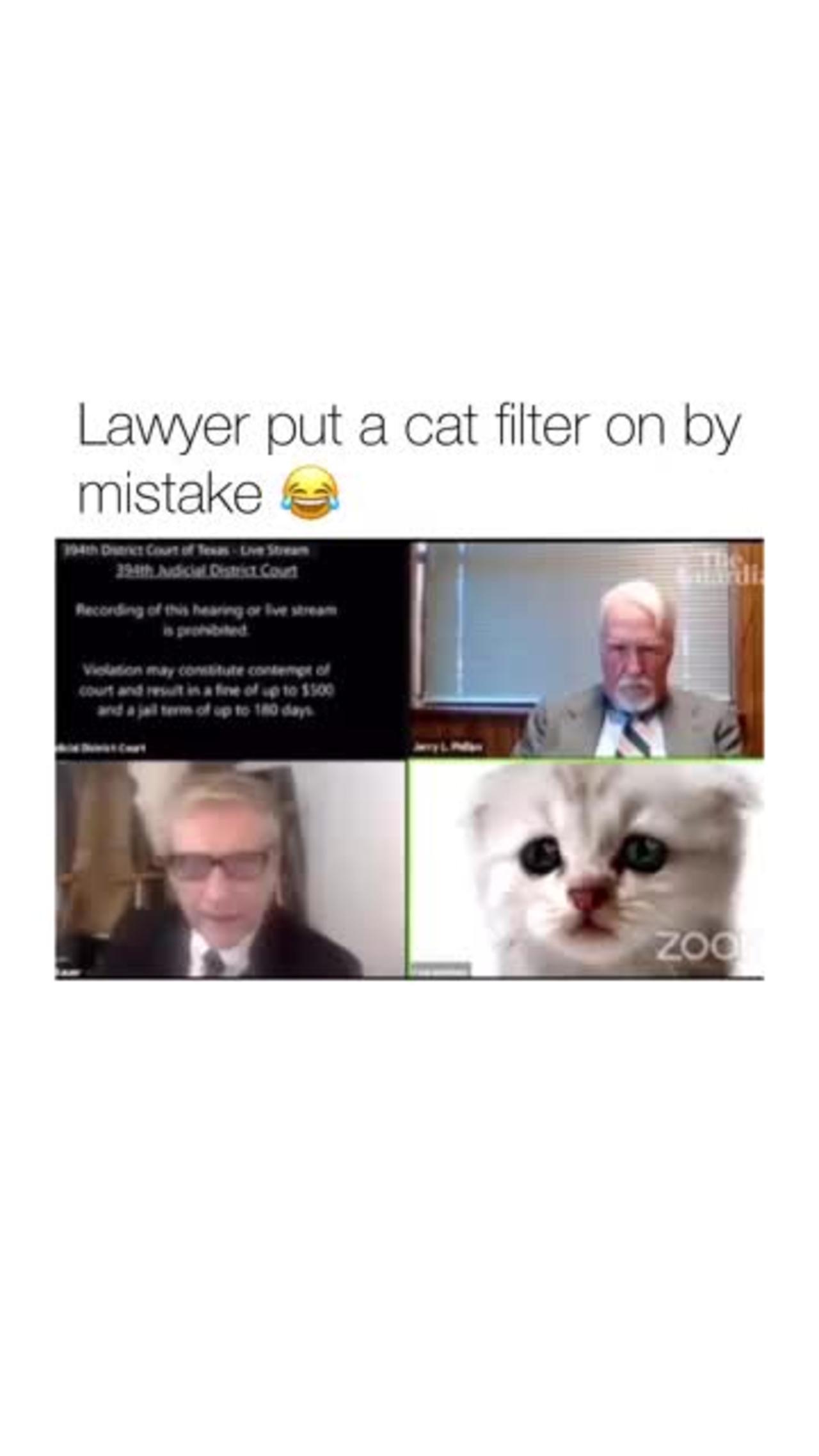 Lawyer filter as a cat in front of judge on Zoom