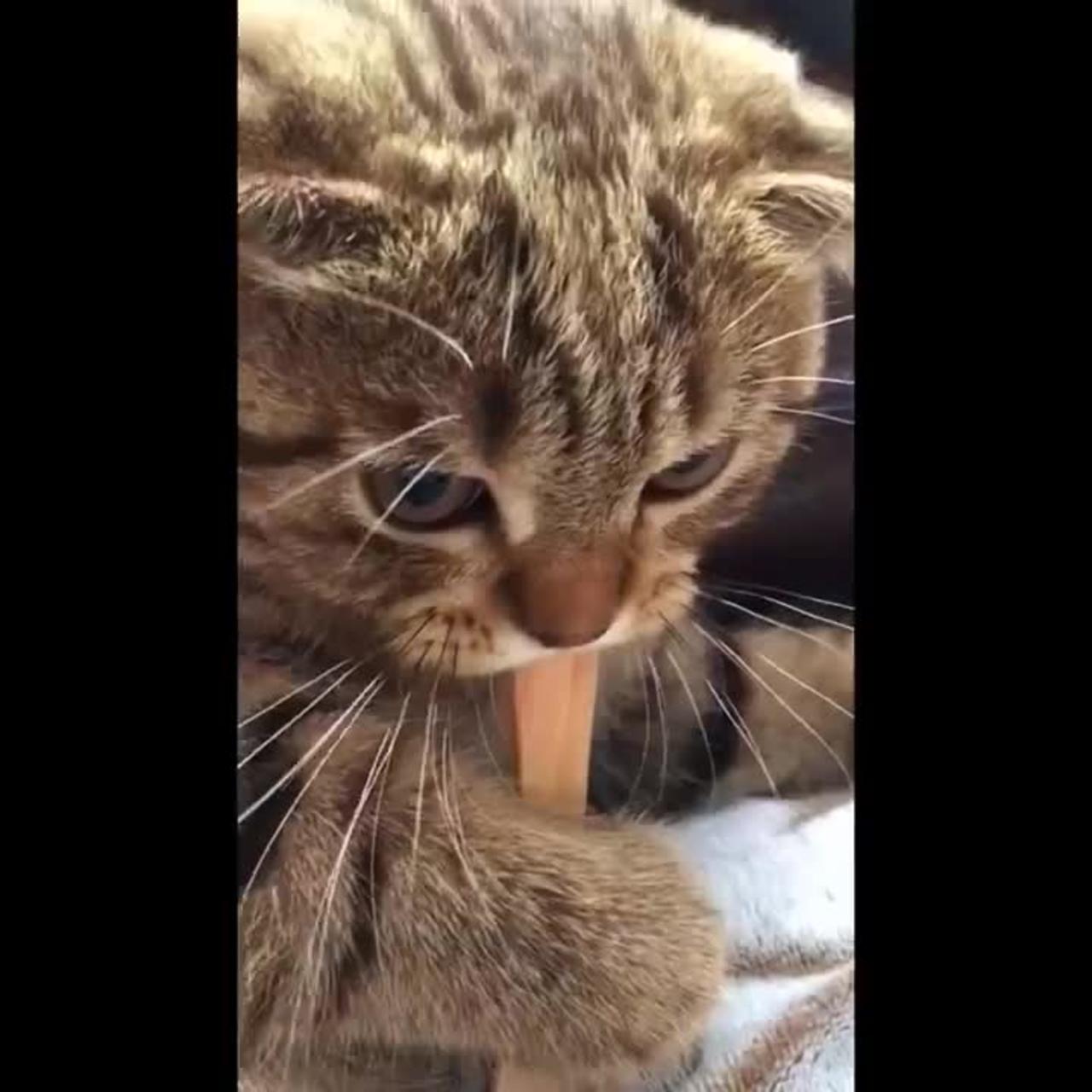 Funniest Cats One News Page VIDEO