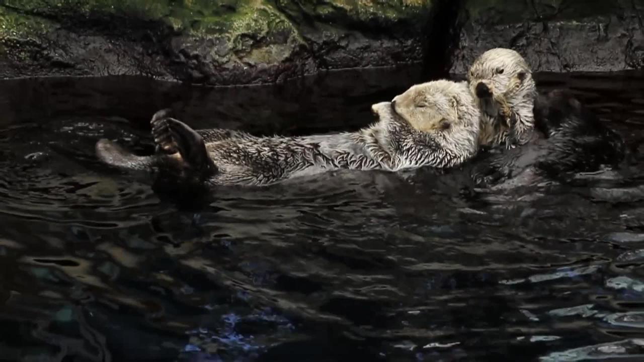 A little Otter family chilling on the water